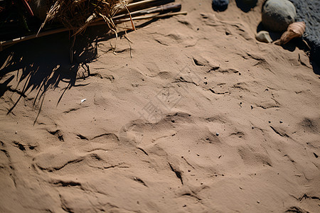 沙丘上的枯草图片