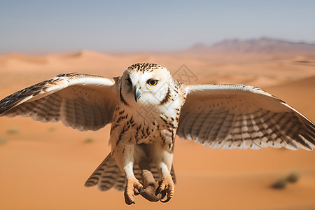 沙漠里飞翔的老鹰图片