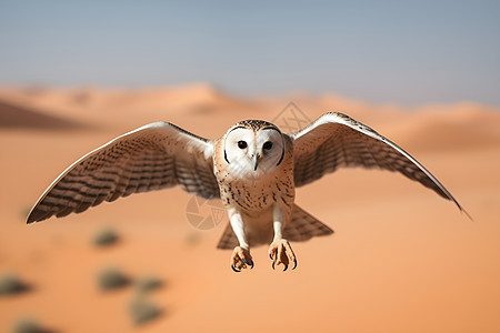 沙漠里的老鹰图片