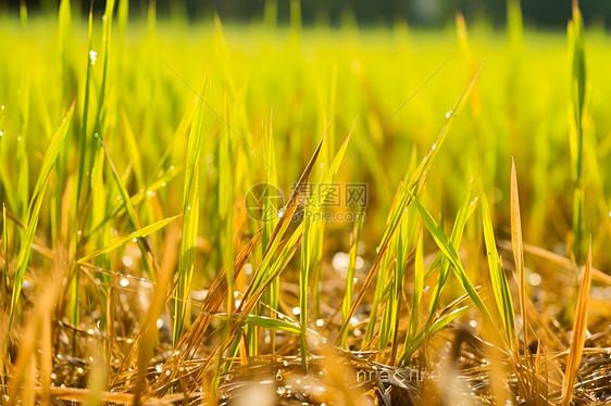 阳光下发芽的稻谷图片