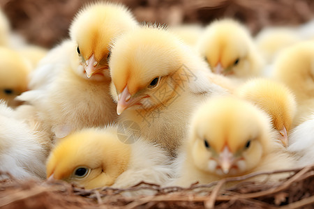 巢中的一群小鸡图片