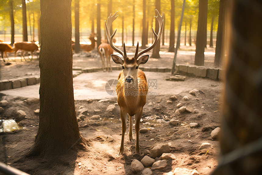树林下的小鹿图片