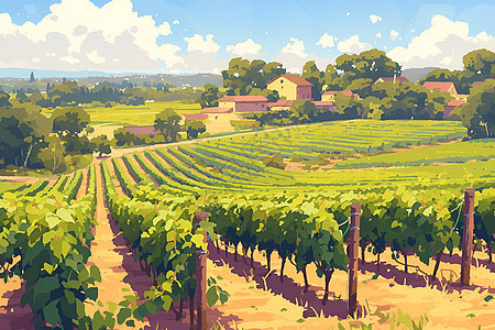 山谷中的葡萄园图片