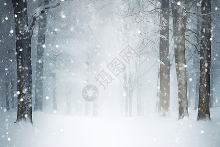 雪地上的树林图片