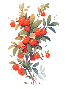 枸杞果红色的浆果和花朵插画