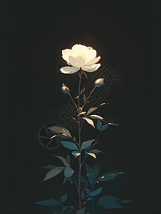 黑暗里孤独的花朵图片