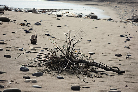 石滩上的枯树枝图片