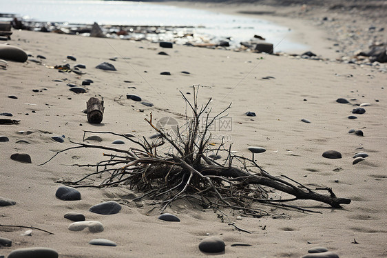 石滩上的枯树枝图片