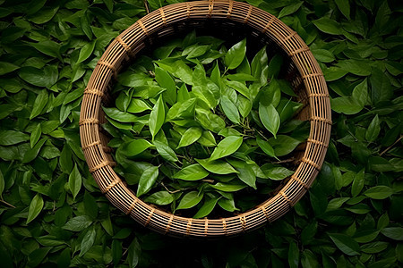 竹篮中的绿色茶叶图片