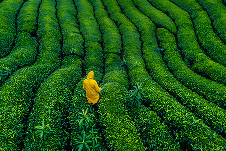 一个采茶工人图片
