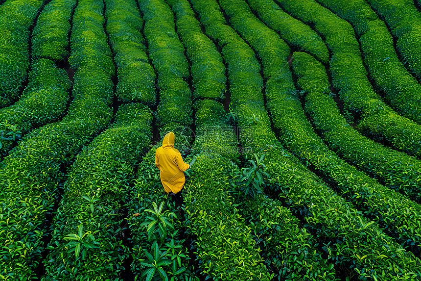 一个采茶工人图片