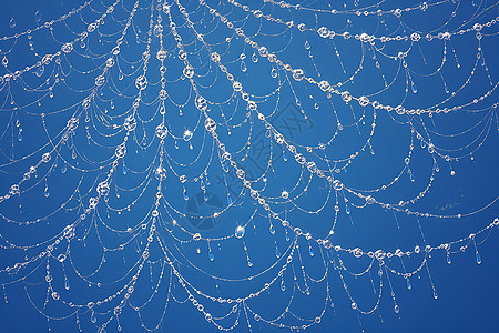 蜘蛛网上的雨点图片