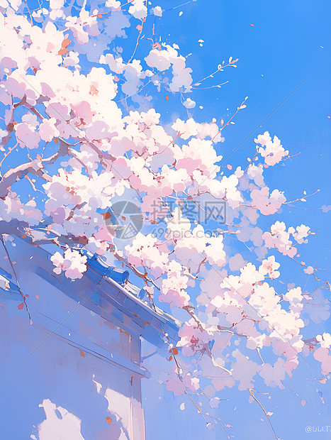 樱花盛开的宁静之美图片