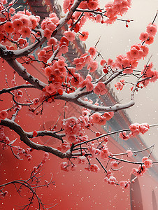 宫墙外的梅花树图片