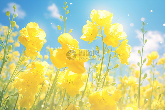 春日黄油菜花海图片