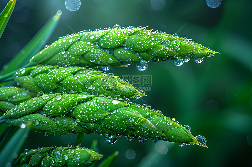 植物上的水滴图片