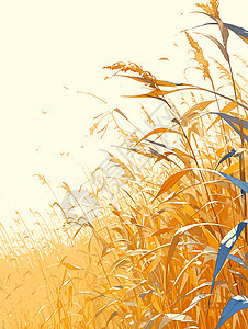 金黄的玉米田图片