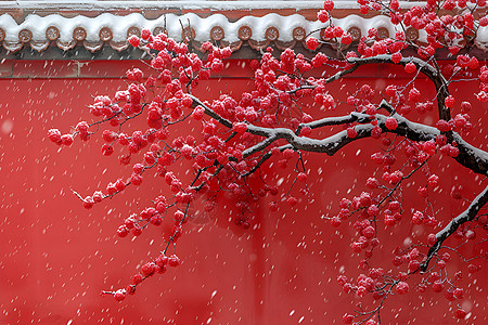 冬季雪景建筑红墙下的梅花背景