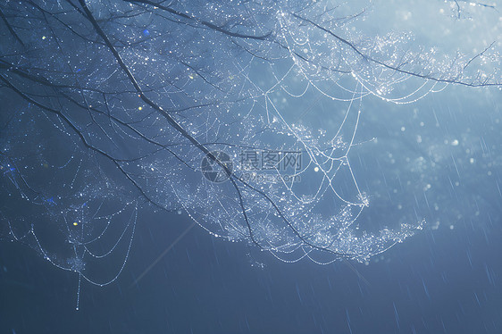 雨中蜘蛛网图片