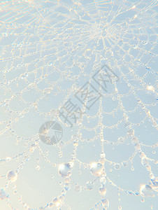 蜘蛛网上的水滴图片