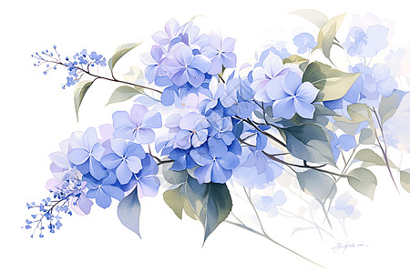 柔和婉约的蓝色绣球花插画