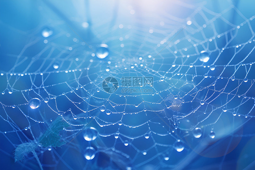 蜘蛛网上的水滴之美图片