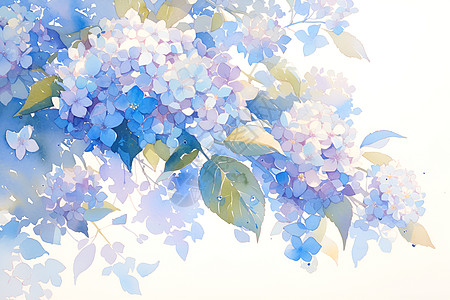 盛开的蓝色绣球花图片