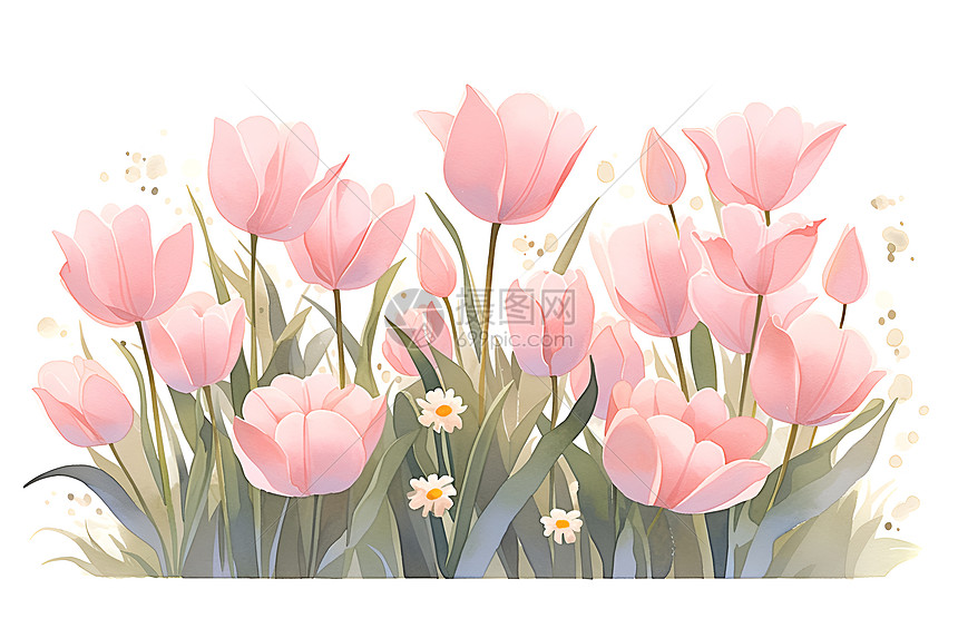 粉红郁金香的水彩画图片