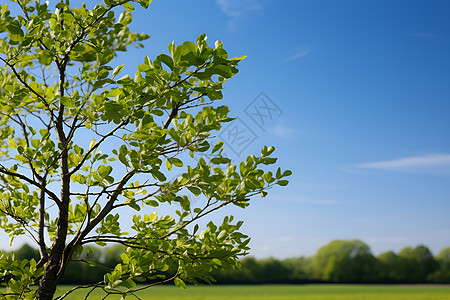 大树成长夏日草坪上的大树背景