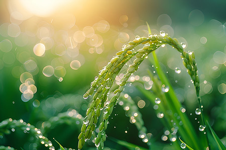 雨中的翠绿稻穗图片