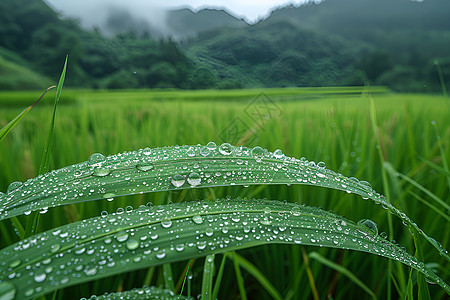 稻叶上的水珠图片