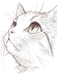 素描的小猫图片