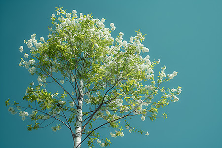 一棵白桦树图片