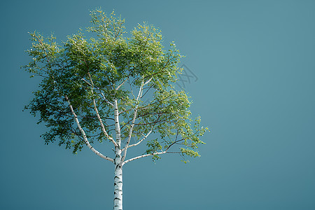 一株新生的白桦树幼苗图片