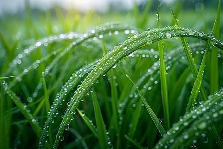 水滴点缀的稻叶图片