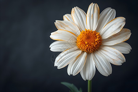 一株白色花朵图片