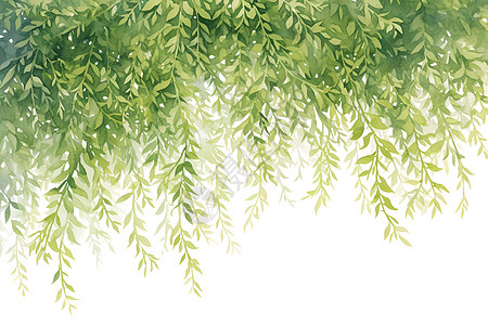 淡绿柳枝在白色背景中图片