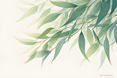 清新素雅的柳枝背景图片