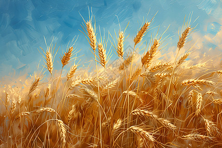 田地中的农业小麦图片
