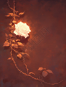 绽放的魅力玫瑰背景图片