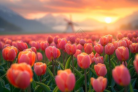 粉色的郁金香花海图片