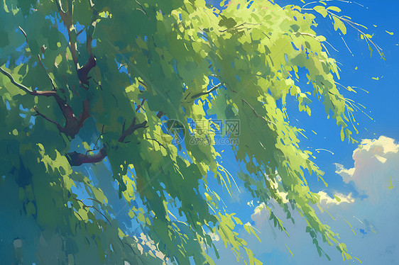 蓝天下的柳树图片