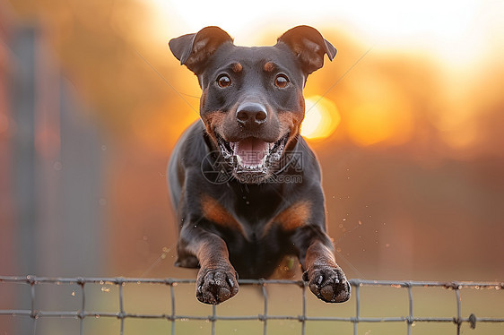 跳跃围栏的杜宾犬图片