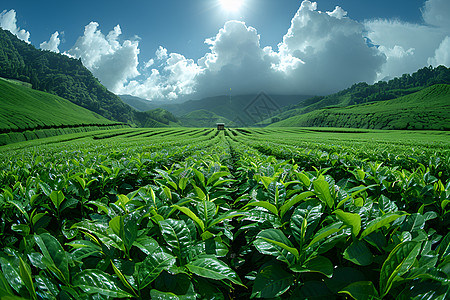 绿色的茶园植物茶园高清图片