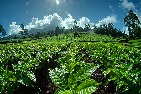 茶园中的绿色茶树背景图片