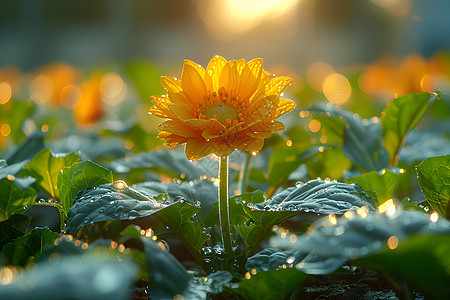 阳光下的花卉图片