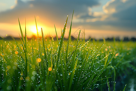 稻田的照片夕阳草地高清图片