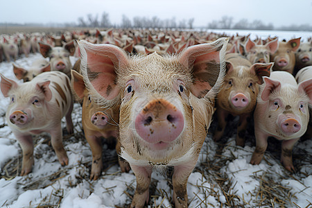 一群小猪在雪地里图片