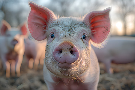 粉色猪鼻的小猪图片