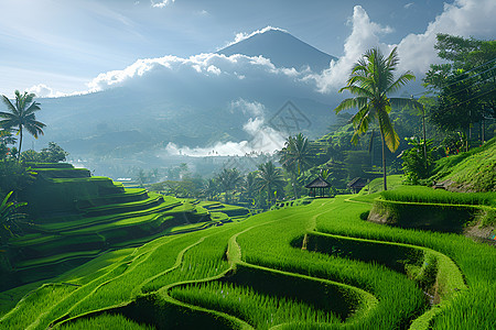 远处美丽的稻田图片